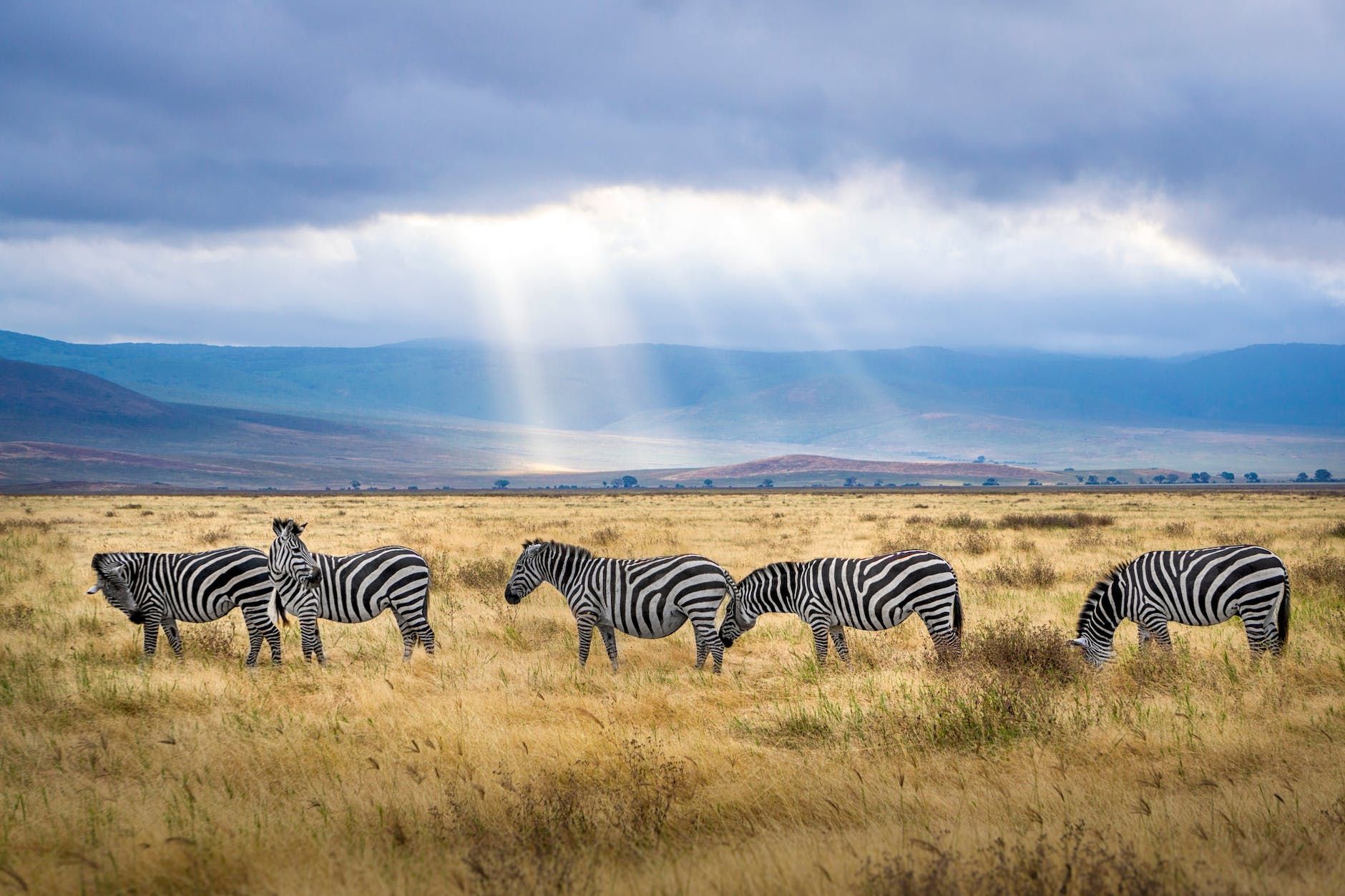 Afrika