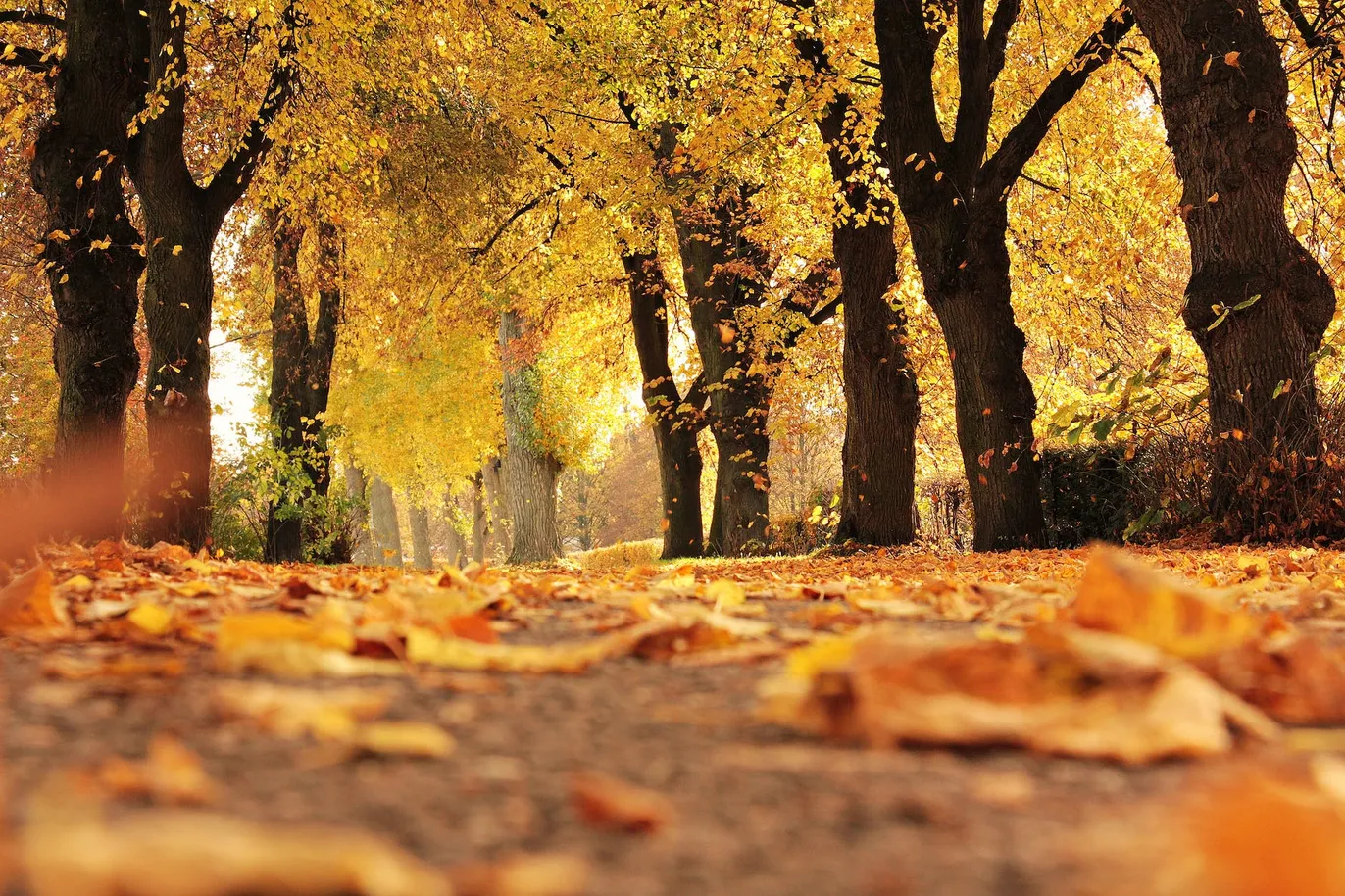 Farben des Herbstes: Die besten Orte zum Erleben des Herbstes in den USA Die besten Orte im Herbst in den USA zu besuchen