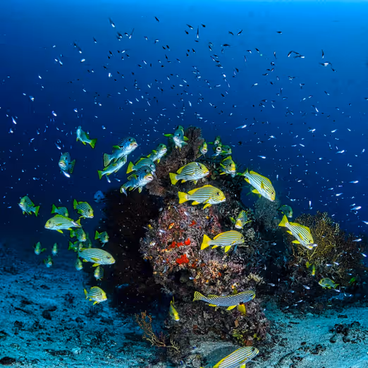 Korallenriffe und Strand-Rückzugsorte: Das Entdecken von Isla Mujeres im Frühling