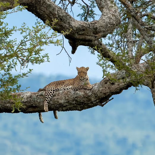 Goldene Safaris: Erleben Sie die wilde Seite Afrikas im Herbst