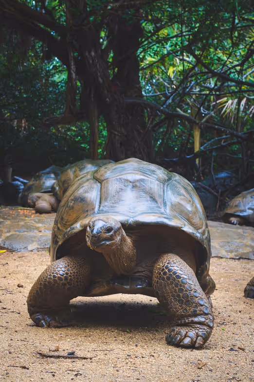 Galapagos-Inseln: Eine wunderbare Welt wilder Natur, in der die Zeit stillzustehen scheint.