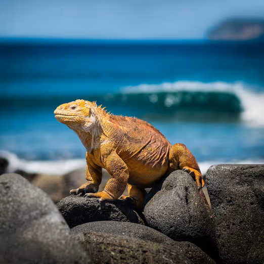 Galapagos-Inseln: Eine wunderbare Welt wilder Natur, in der die Zeit stillzustehen scheint.