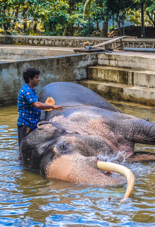Sri Lankanische Gelassenheit: Frühlingsausflüge zu den Stränden und der Tierwelt