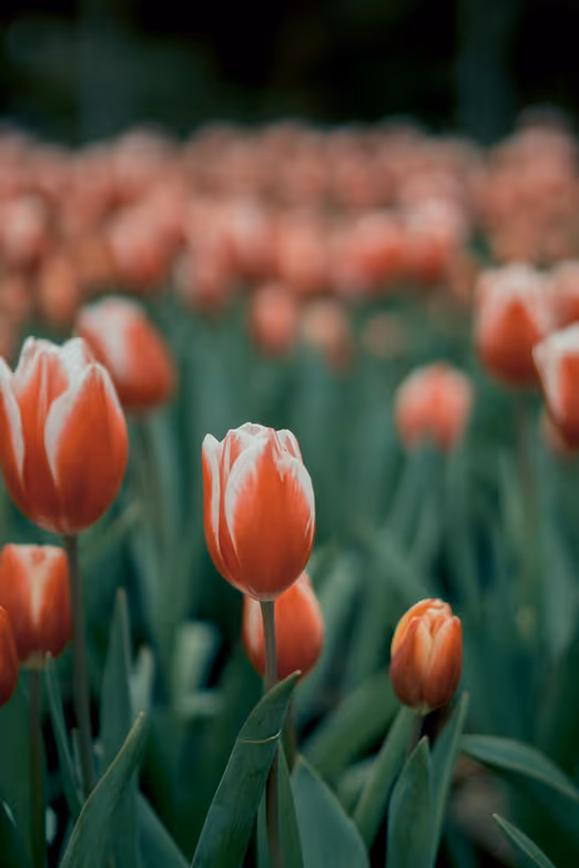 Ostern Down Under: Feier der Frühlingsfreude in Australien