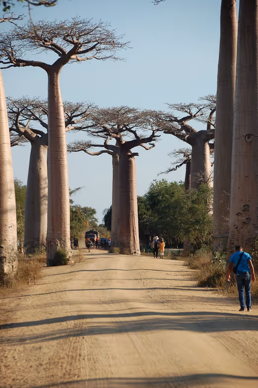 Winterwunderland von Madagaskar: Entdecken Sie einzigartige Flora, Fauna und Kultur in der Zauberhaften Jahreszeit