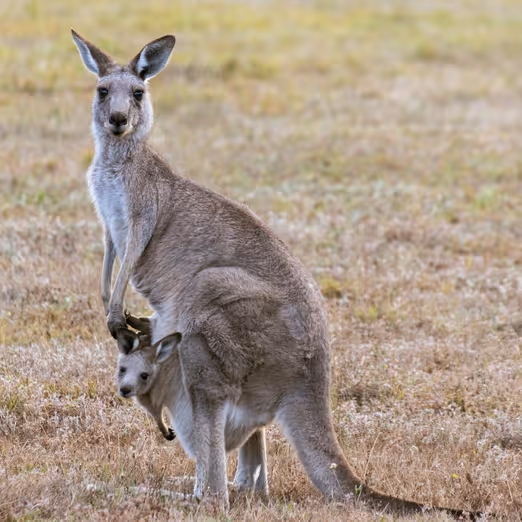 Herbstmelodie in Sydney: Genießen der Stadt jenseits des Trubels