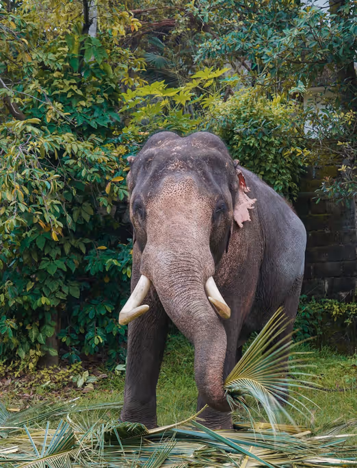 Tropisches Paradies: Der perfekte Sommerurlaub in Sri Lanka