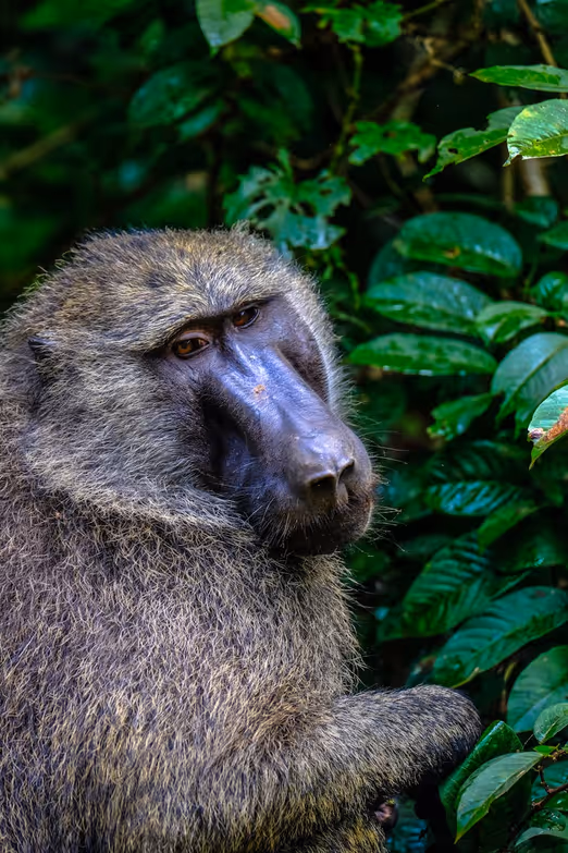 August in Uganda: Die perfekte Zeit für eine unvergessliche Reise