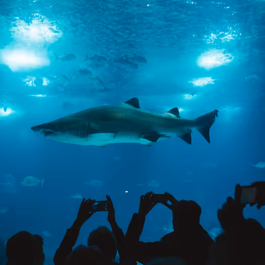 Walhaie und warmes Wasser: Australiens September-Tauchabenteuer