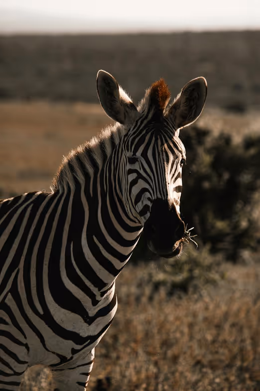Goldene Safaris: Erleben Sie die wilde Seite Afrikas im Herbst