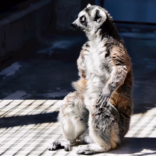 Winterwunderland von Madagaskar: Entdecken Sie einzigartige Flora, Fauna und Kultur in der Zauberhaften Jahreszeit