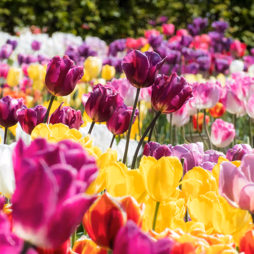 Wüstenblüten und Regenwaldfarben: Entdeckung der Vielfalt der australischen Parks im Frühling