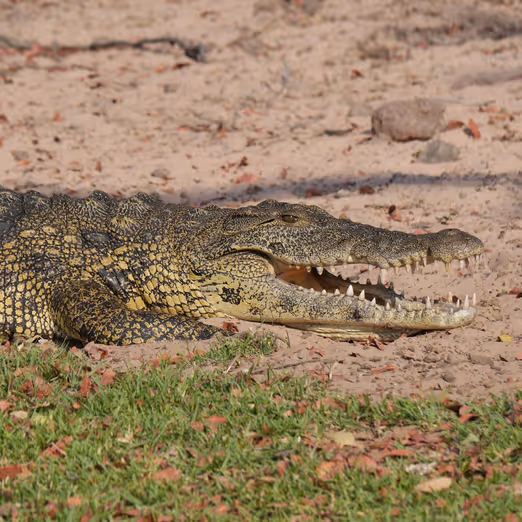 Die Kimberleys entdecken: Ein Western Australian Abenteuer im August