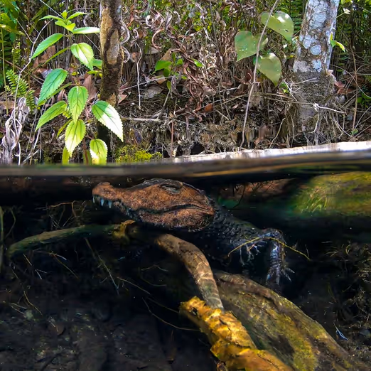 Entdeckung von Manaus: Tor zum Amazonas und seinen erstaunlichen Geheimnissen
