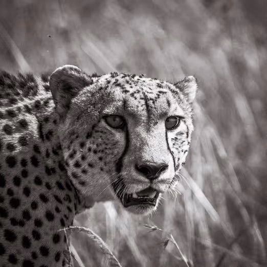 Die perfekte Winter-Safari: Erkundung der Maasai Mara, Kenia