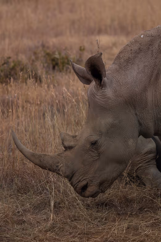 Die perfekte Winter-Safari: Erkundung der Maasai Mara, Kenia