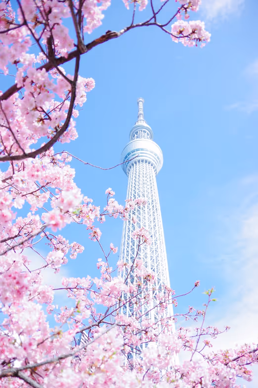 Beste Reiseziele im März: Kirschblüten in Japan und anderen Ländern