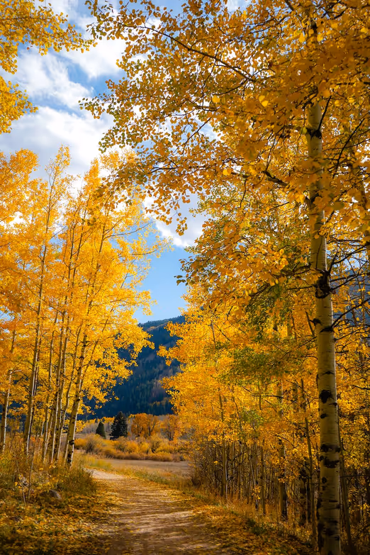 Golden Aspen: Ein faszinierender Herbstausflug in Colorados Juwel