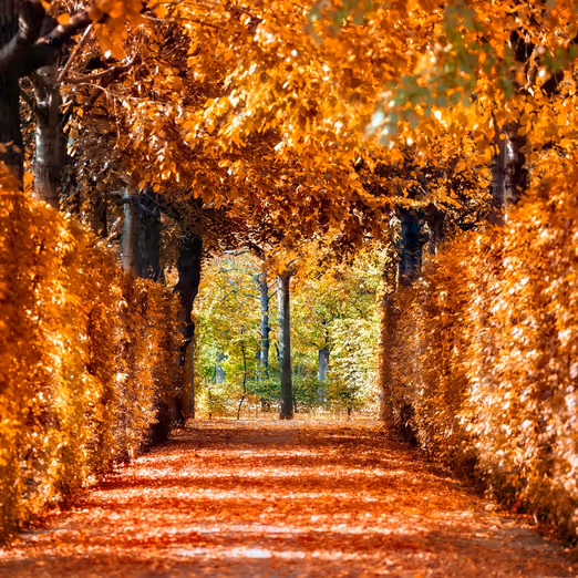 Golden Aspen: Ein faszinierender Herbstausflug in Colorados Juwel