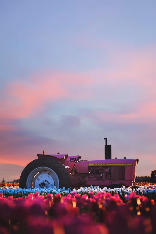 Tulpen-Extravaganz in den Niederlanden: Entdecken der lebendigen Farben des Frühlings
