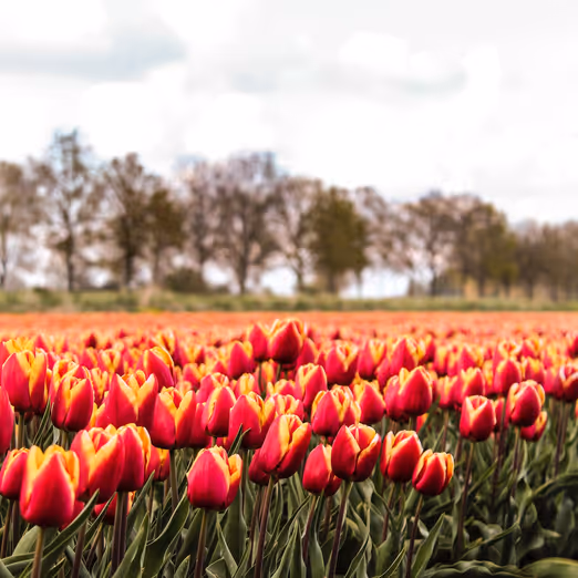 Tulpen-Extravaganz in den Niederlanden: Entdecken der lebendigen Farben des Frühlings