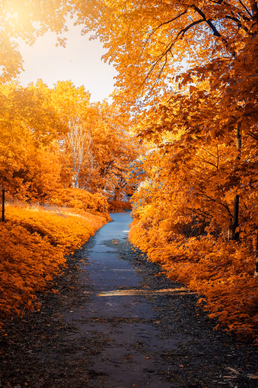 Farben des Herbstes: Die besten Orte zum Erleben des Herbstes in den USA