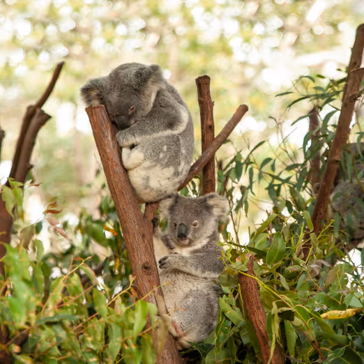 Januar in Brisbane: Erkunden Sie den Riverwalk, das Lone Pine Koala Sanctuary und genießen Sie das tropische Klima