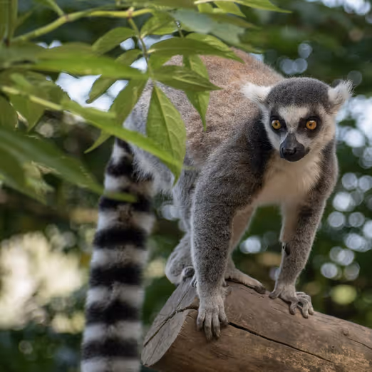 Madagaskar: Entdecken Sie die einzigartige Flora und Fauna auf der Lemuren-Insel.
