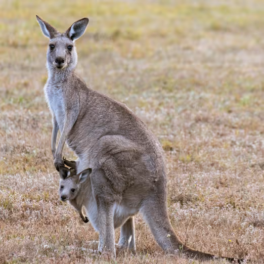 Südaustralien: Magischer Frühling in Adelaide
