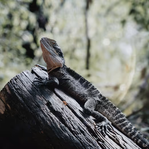 September in Alice Springs: Entdecken Sie das Herz der australischen Wüste