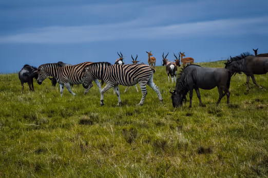 Südafrika im Frühling: Eintauchen in Natur und Kultur