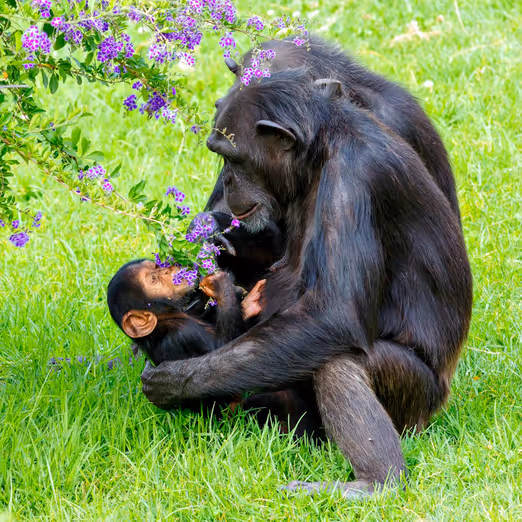 Frühlingsabenteuer im Virunga-Nationalpark: Gorillas, Vulkane und die einmalige Natur des Kongo