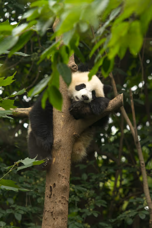Frühling in Chengdu: Pandas, Parks und kulinarische Meisterwerke