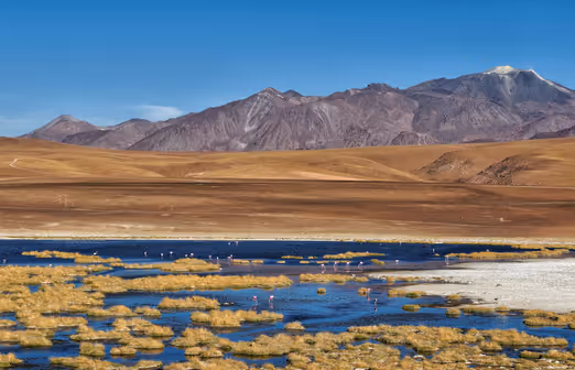 Frühlingszauber der Atacamawüste: Eine blühende Oase inmitten der Sande Chiles