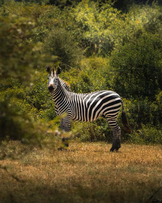 Safari unter den Sternen: Sommerabenteuer in Tansania