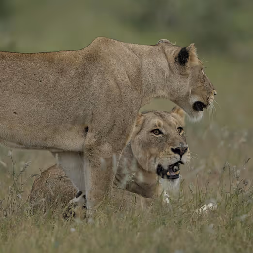 Safari unter den Sternen: Sommerabenteuer in Tansania