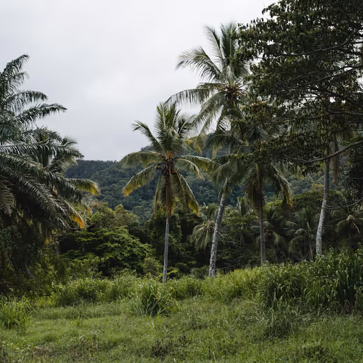 Sommerexpedition: Entdeckung der Wunder des Amazonas-Regenwaldes