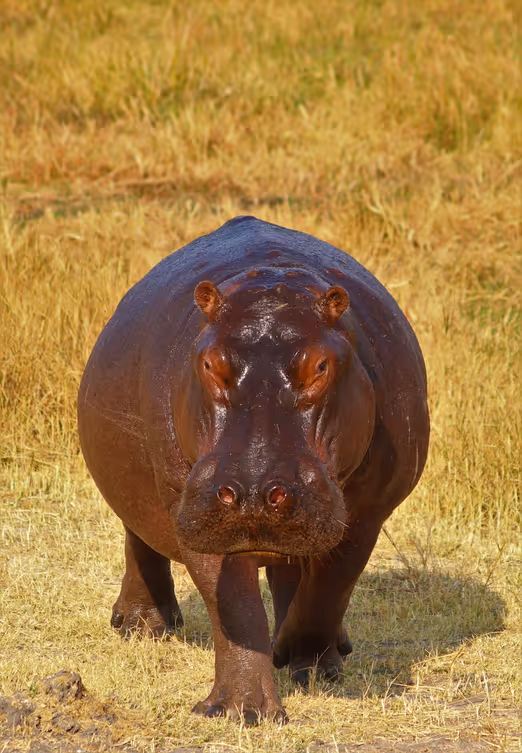 Unter den Sternen der Savanne: Winterabenteuer in Botswana