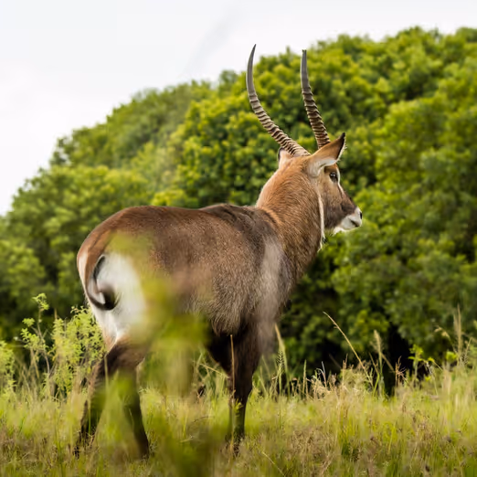 Unter den Sternen der Savanne: Winterabenteuer in Botswana