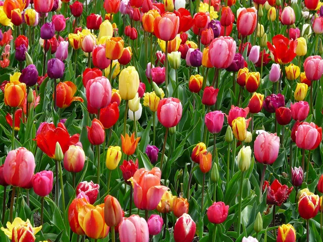 beste Orte, die im Frühling besucht werden können